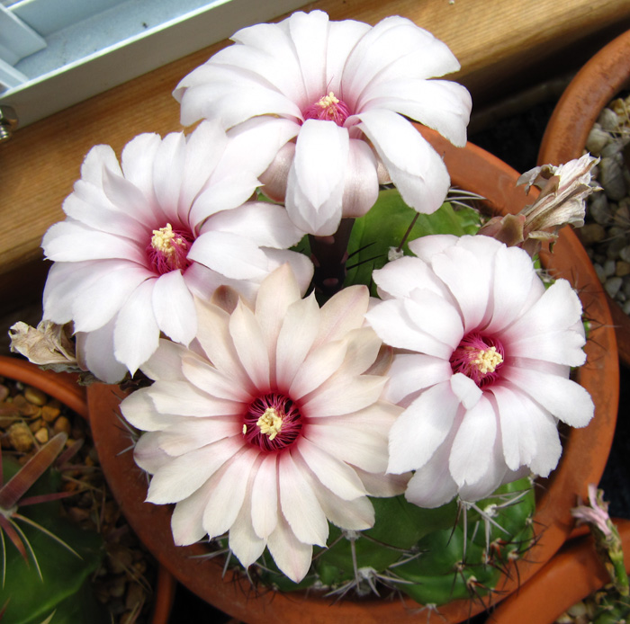 Gymnocalycium chiquitanum in flower